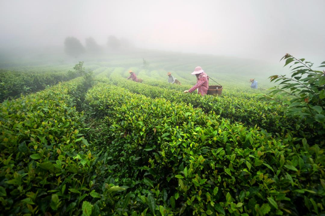 百茶百味|获巴拿马博览会金奖的坦洋工夫，道不尽百年岁月的阵阵茶香