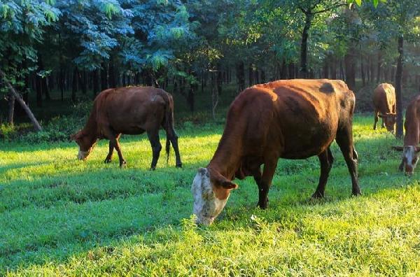 牛年牛人办牛事,牛年牛事