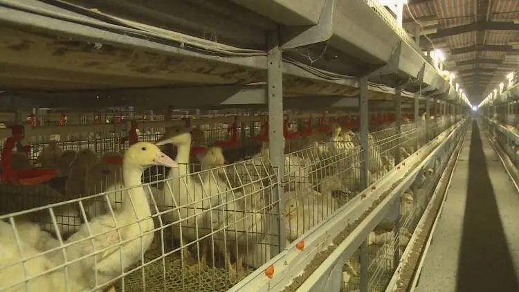 家门口就业群众更幸福,家门口就业让我致富有了新方法