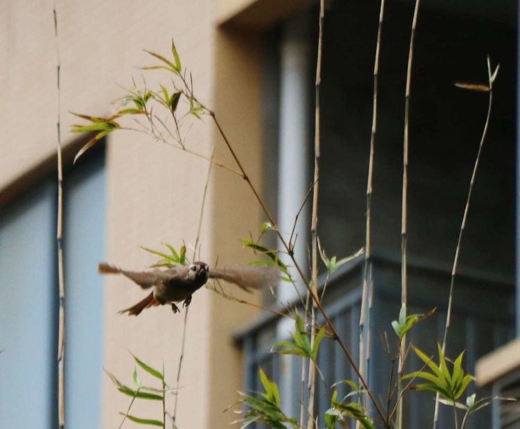 执手春天灼灼其华——咔嚓社最美遇见之寻找校园春意篇