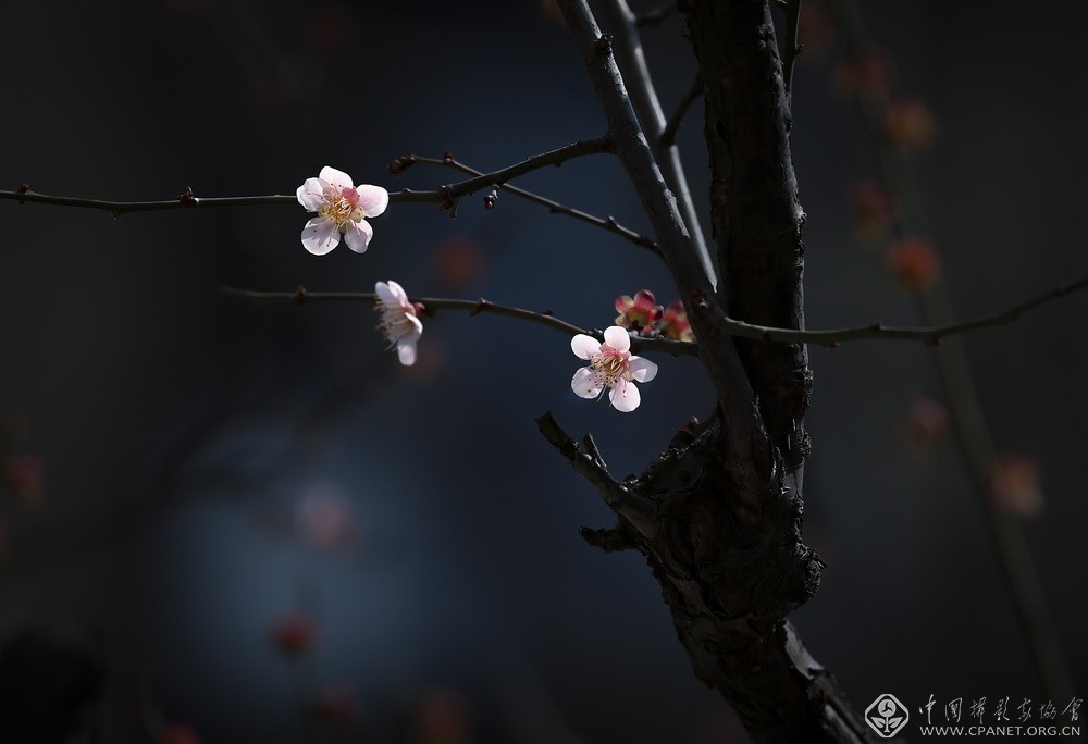 会员佳作｜吉龙生：“美丽中国、绿色江苏”梅花风韵系列作品