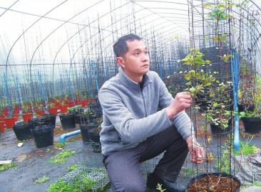 绿植利润大还是盆花利润大,仿真盆花零售利润咋样