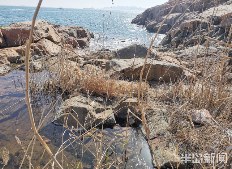 蟾蜍幼崽是蝌蚪吗,蟾蜍卵孵化成蝌蚪