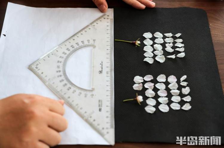 青岛樱花品种大全,青岛绿色樱花品种