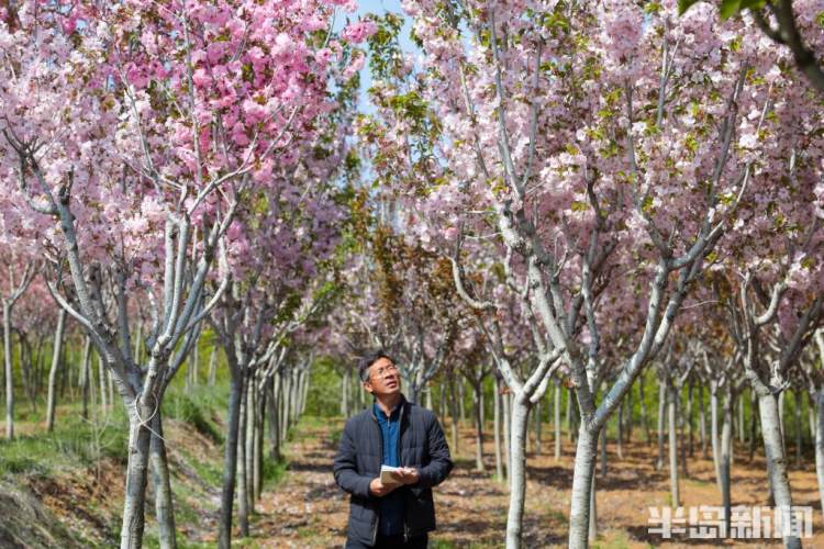 青岛樱花品种大全,青岛绿色樱花品种