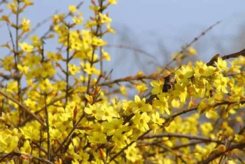 榆林成“花花世界”可这是都什么花？春天最难的课来了