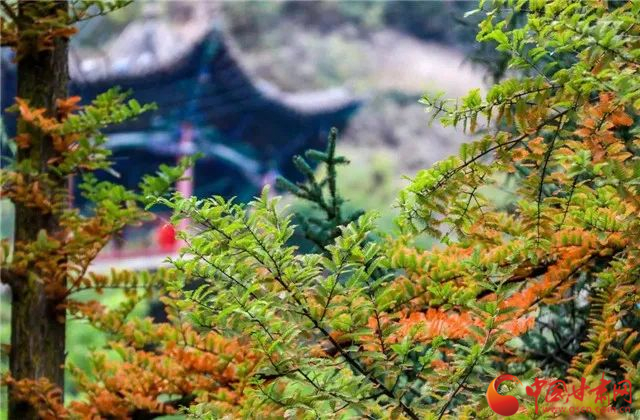 2023临洮紫斑牡丹节开幕预告,临洮县紫斑牡丹