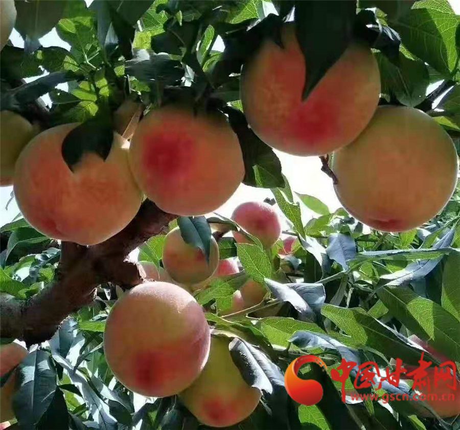 安宁白凤桃树苗,安宁白凤桃的特点