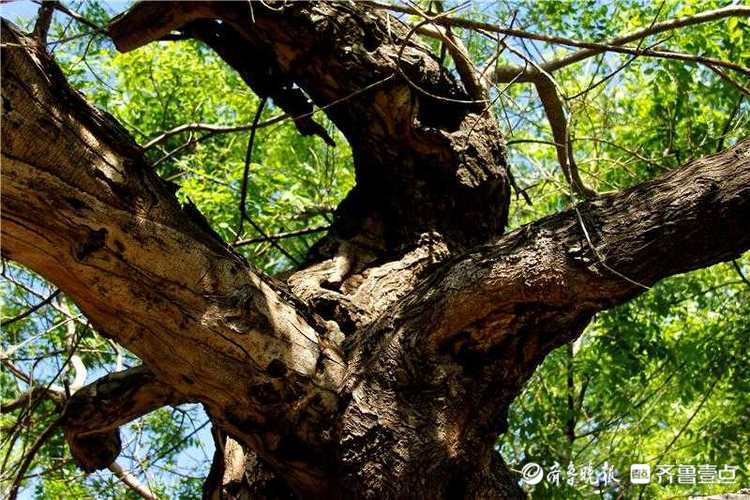 花开齐鲁｜古树又逢春！济南平阴一棵500余年国槐神奇冒新枝