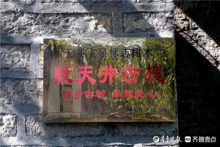 花开齐鲁｜古树又逢春！济南平阴一棵500余年国槐神奇冒新枝