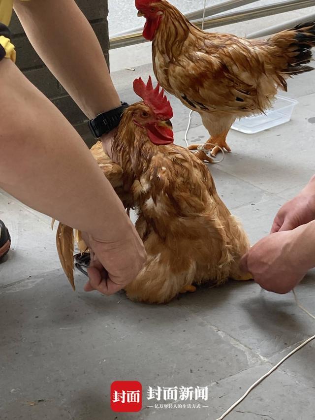 半岛聚焦丨只认“金钱”不识“豹”，为了流量闹哪样？盘点杭州“瞒豹”事件始末