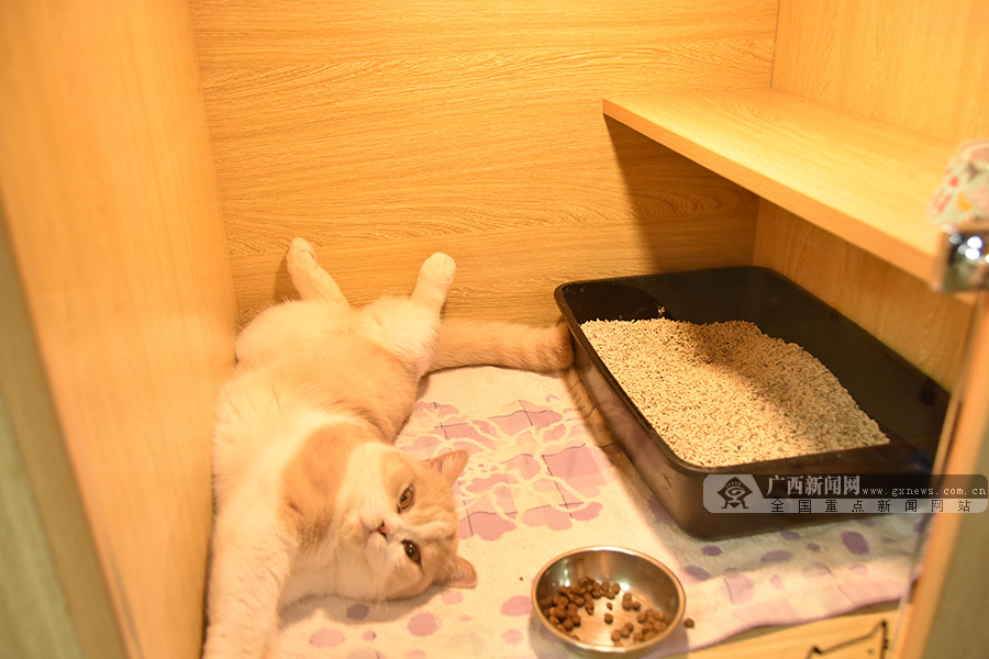 出去旅游宠物留守,外出旅游怎样找宠物托管