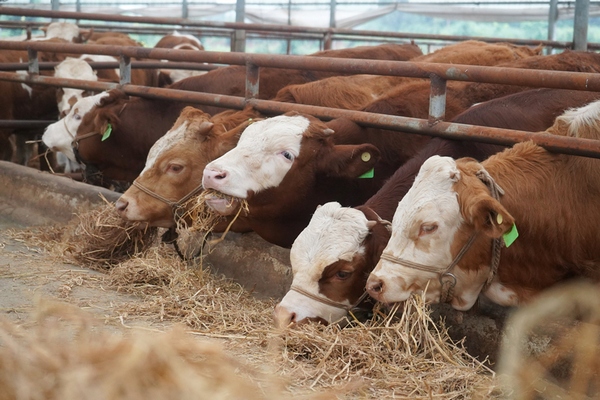 贵州岑巩红缨子映红致富路,岑巩县乡村振兴
