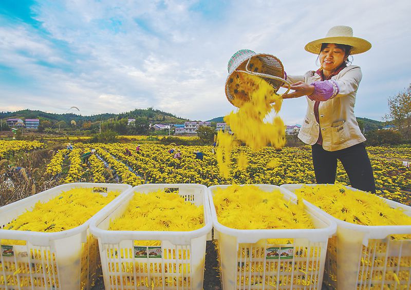 好山好水看金堂,好山好水看花灯