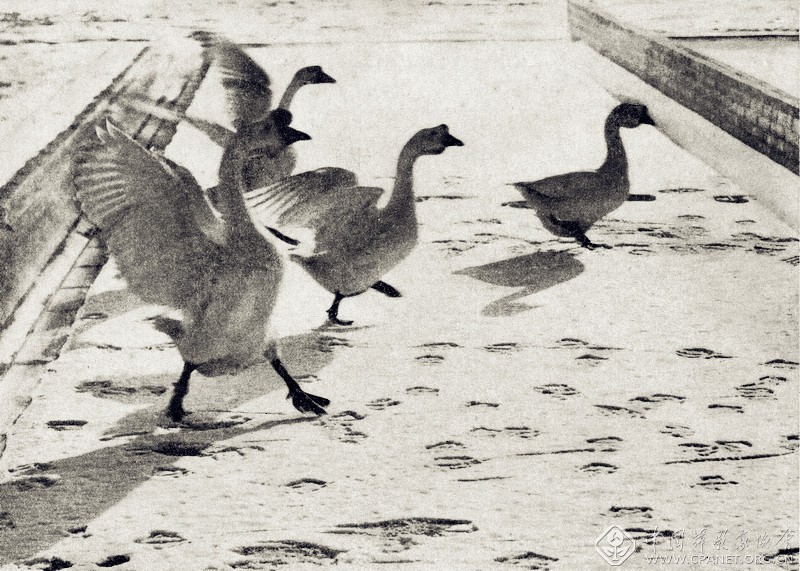 中国摄影大师作品赏析,中国摄影大师吴印咸摄影作品