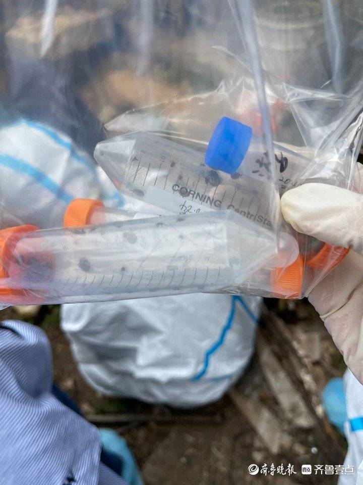 一只羊身上有12只虫子,疾控人员在家找出大量蜱虫