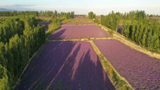 新疆伊犁霍城薰衣草基地攻略,伊犁霍城薰衣草国际文化旅游节