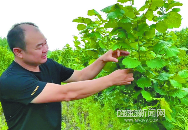 “榛林种药”搭起“幸福桥”