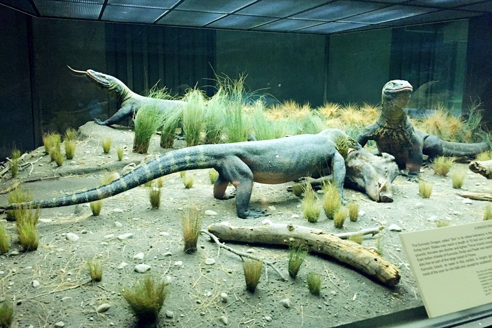 重庆自然博物馆动物标本,天津自然博物馆动物标本展区图片