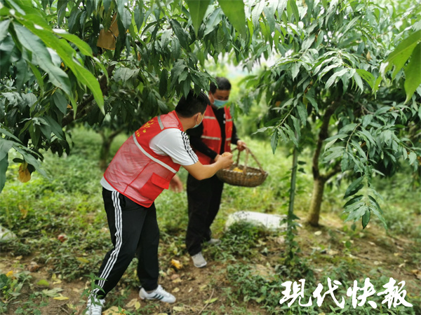 帮滞销果农卖桃,果农求助桃子滞销