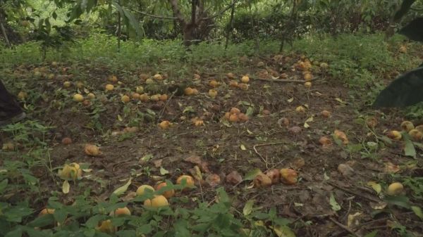 急!漳河镇40万斤果蔬急盼销路