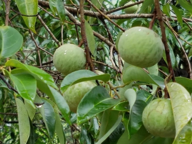 一棵历经千年的特殊树种，成了广南村民的“致富树”