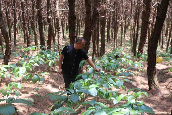 镇沅林下养殖,镇沅县林下药材种植