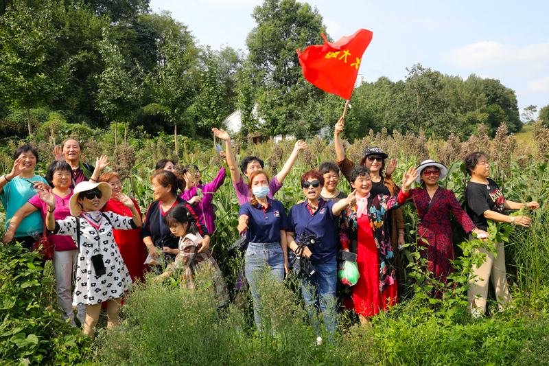 湖北宜城：2000亩红高梁丰收在望