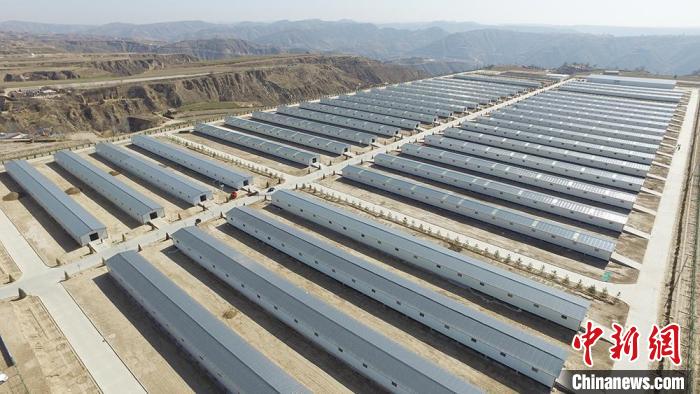 甘肃省环县养羊基地,甘肃环县大力发展