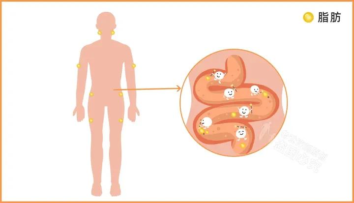 各种功效的酵素,酵素养生酵素