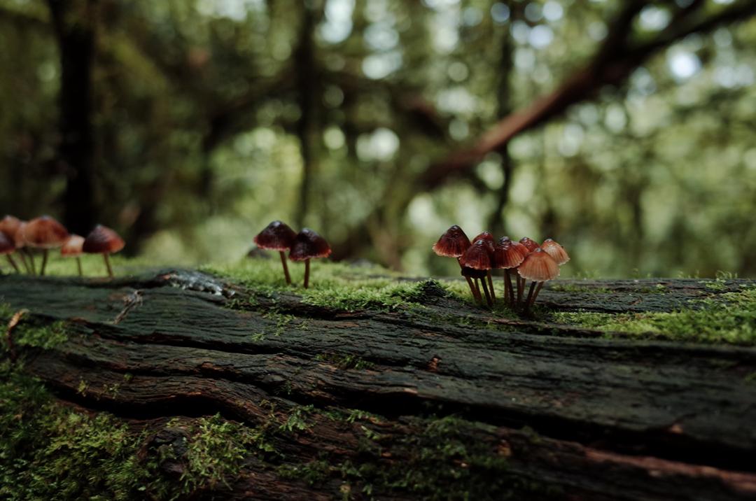 吃毒菇、睡蛇窝，只为挖一堆草，这个重庆博士要做当代神农