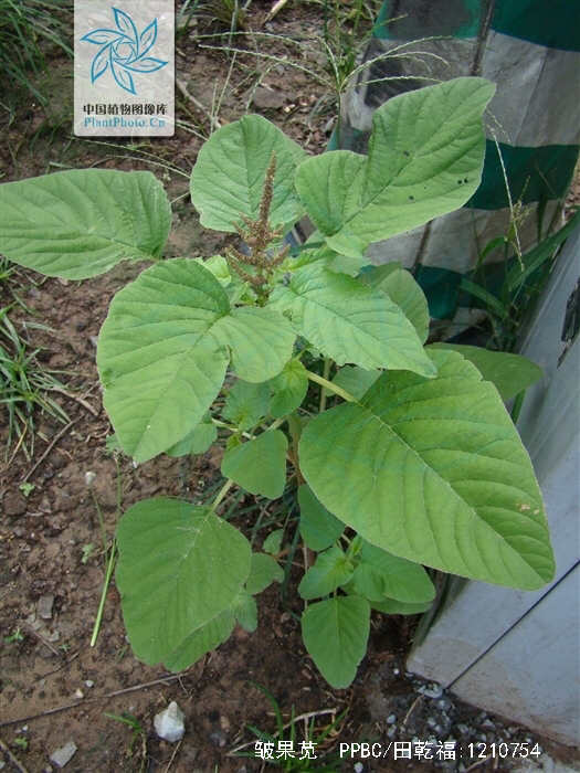 中草药白刺苋的功效与作用,药材白齿苋