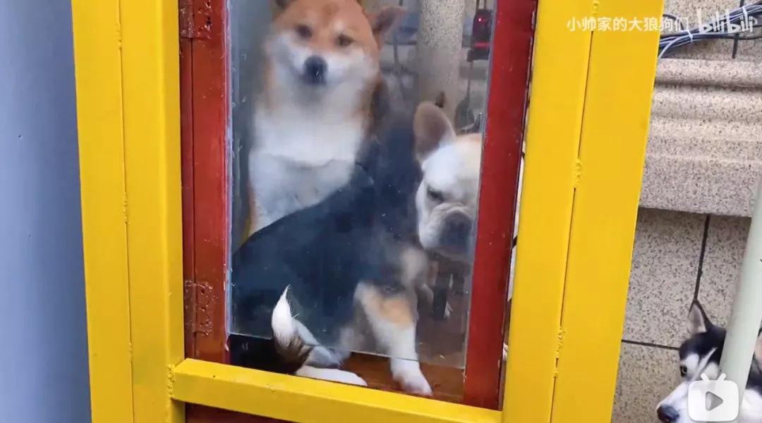 花三年建宠物乐园,花20万给狗打造乐园