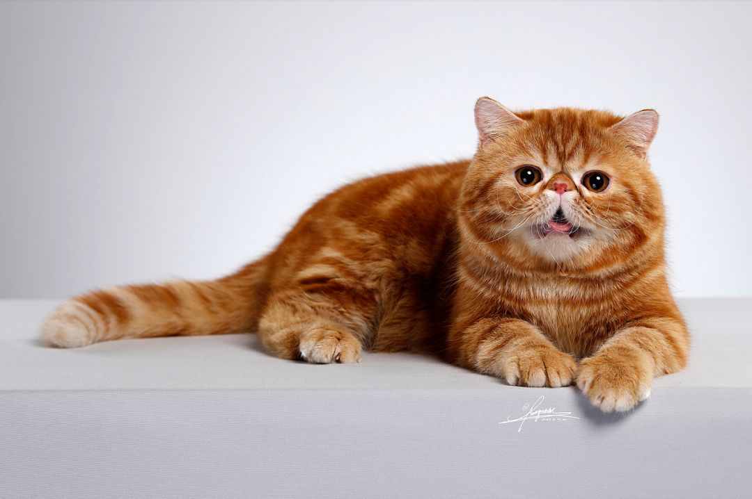 加菲猫到底讲了一个什么样的故事,带你了解加菲猫