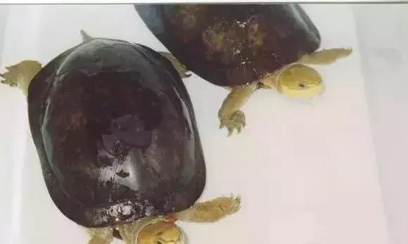 三线闭壳龟和潘氏闭壳龟区别,金头闭壳龟和三线闭壳龟同池