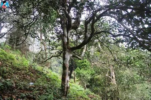 普洱茶分布在西双版纳,为什么西双版纳茶叶要叫普洱茶