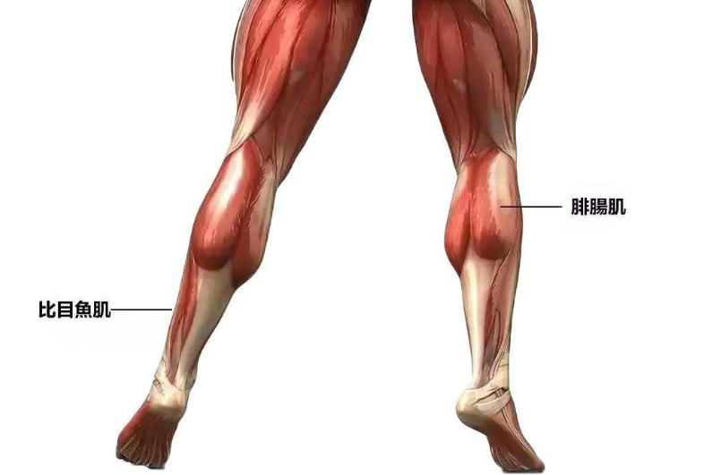 肌肉腿很苦恼？别努力错了，详细解说肌肉腿脂肪腿区别和解决