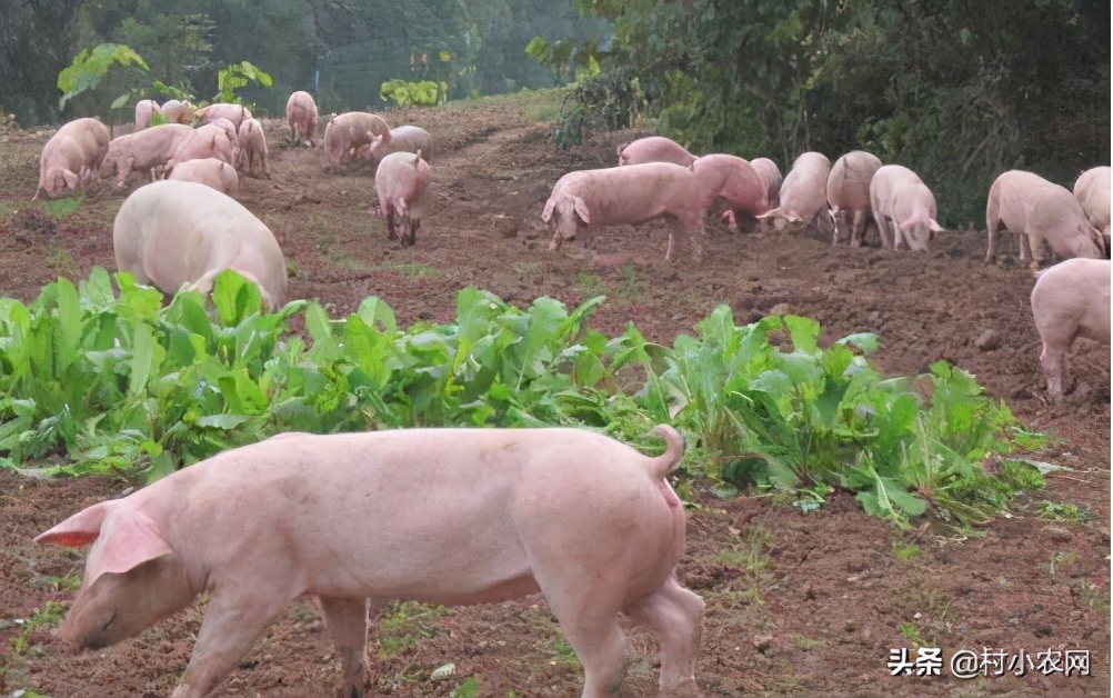 农村创业2021年种植什么前景最好,适合农村的创业好项目养殖