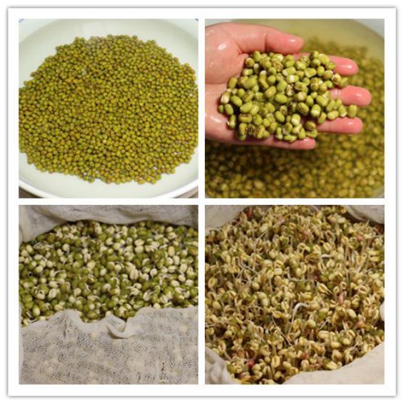 发豆芽的常识和技巧,发豆芽的七个步骤