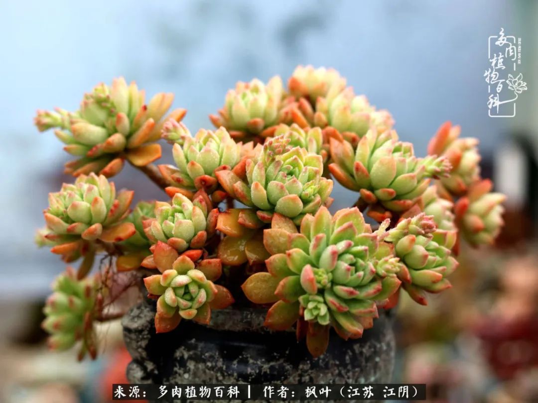 春有约,花不误,多肉与春天有个约会