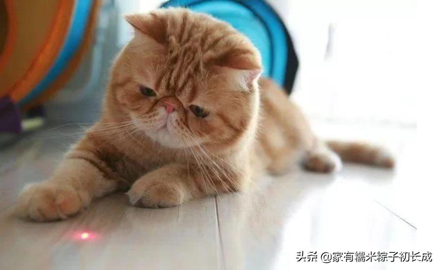 猫咪亲近人不再是玄学，这三招让你重获宠爱