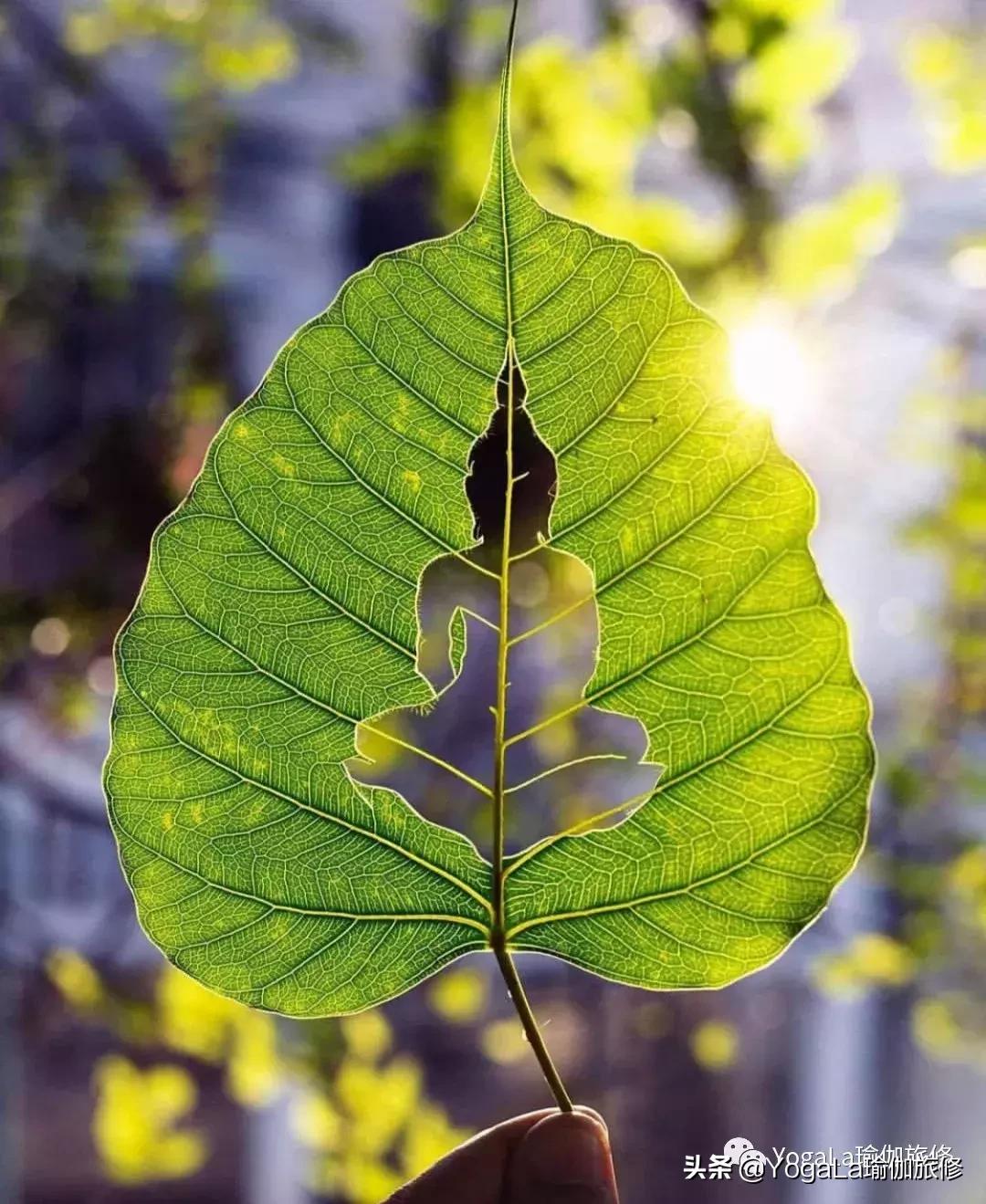 YogaLa2019印度南部阿育啡陀认证课程+排毒解压之旅