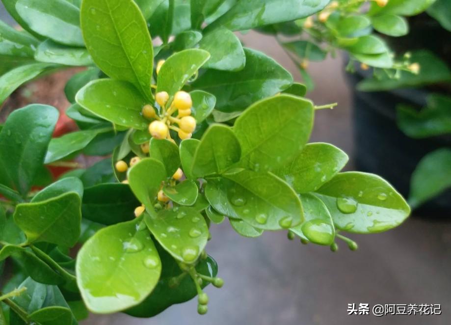 米兰花不变色吗怎么养好,米兰花冬季养护注意事项