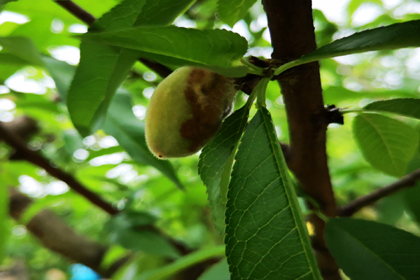 猕猴桃褐腐病防治技巧,如何防治早熟桃僵果现象