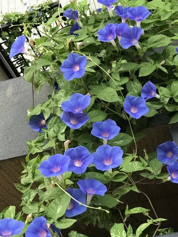 牵牛花到处游,牵牛花随便种