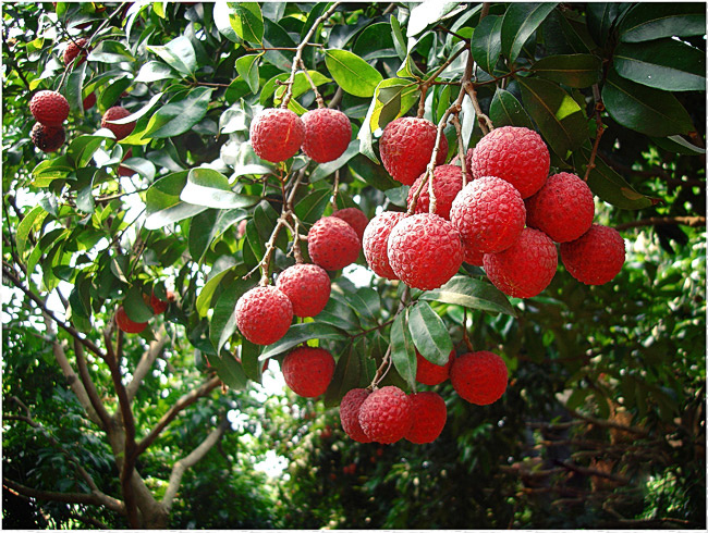 10种果子图片大全,100种果子介绍