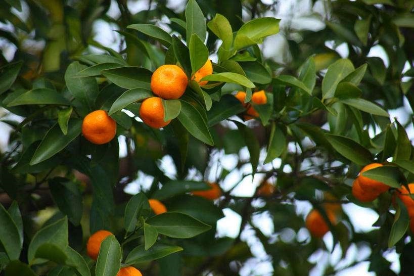 桔子树叶子发黄是什么病,盆栽桔子树叶子发黄怎么治疗