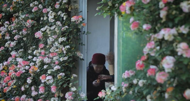 李子柒的院子都种的啥,李子柒推荐的三种花