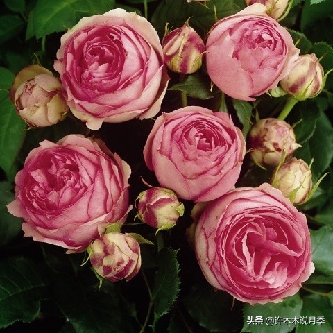 月季叶子枯萎怎么修剪,月季灰霉