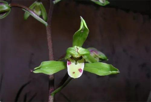 精品玉兰的品种及图片,国兰花朵不艳丽但香气清雅